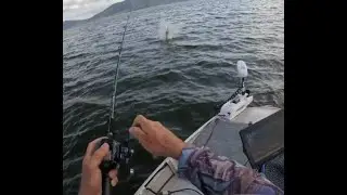 Barramundi at Peter Faust Dam are huge. 2nd for the day, big barra on the bite. Garmin Live Scope