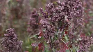 About Quinoa