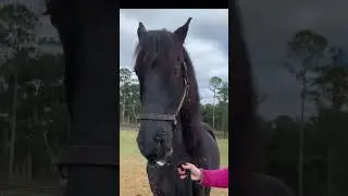 Friesian Horse and his unique Wiggling Lips trick! 😂 What a goofball! #friesian #funnyanimals