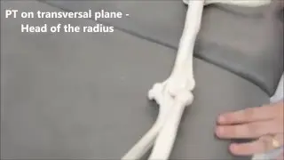 Humero-radial Joint