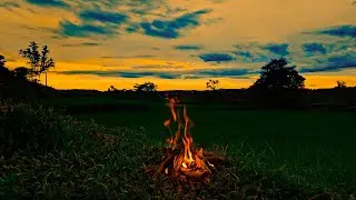 Campfire Peace in Golden Rice Fields 🔥 Soothing Sounds of Nature