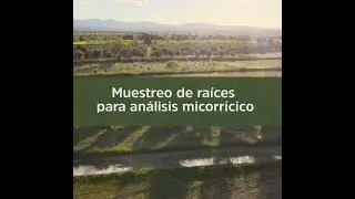 Muestreo de plantaciones para análisis micorrícico