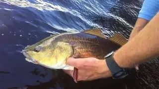 Inshore Fishing Boca Grande Florida