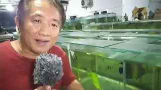 MARINE EXPERT: KUNCI SUKSES MEMELIHARA IKAN HIAS LAUT