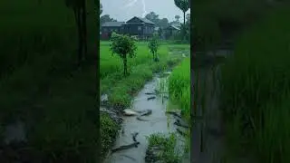 Ultimately Peaceful and relaxing atmosphere full of fish. #survival #aquaculture #nature #fishing