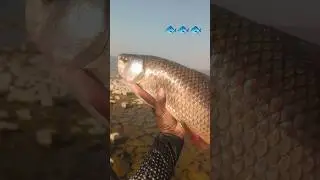 fish videos / fishing videos /#shorts #ytshorts #youtubeshorts #food #facts #youtubesecrets