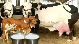 Highest Milking Cholistani Cow || Cholistani Gay Ki Pahchan || Documentary || Hindi/Urdu
