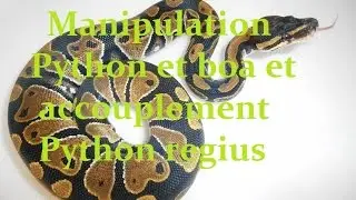 Manipulation Python et boa , accouplement Python regius , reproduction serpent