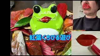 紅葉くちびる遊び#紅葉#落ち葉#子どもと一緒に＃樹木＃樹木医＃偏った植生活