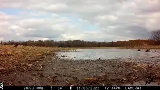 Teal mix Ducks Best voice ever 2023