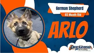 Arlo 3 Month GSD | Best Puppy Training | Off Leash K9 Training