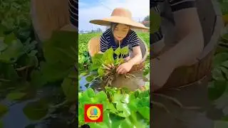 Don't mistake it for a road. Red Floating Plants 😱 #shorts​ #ytshorts​