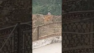 बाप रे बाप 😂🙊 #funny #monkey #comedy #shorts😆🤪🤣😂🐒🙈🙊