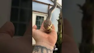snake  eating 🥚🥚🥚 #snake #snakemaster #viralvideo #shortfeed #shortvideo #funny