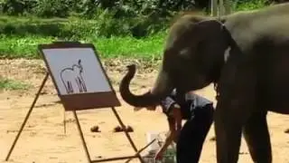 L&rsquo;intelligence de L'&eacute;l&eacute;phant