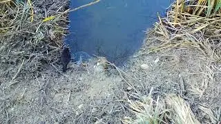 Bei Biber, Waldmaus und Wanderratte / With beavers, wood mice and brown rats