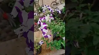 Pettunia Flowers blooming #song #humansagar