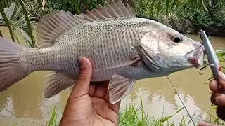 Mancing casting ikan mangrove Jack di muara sungai Pasangkayu ||mj
