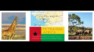 Guinea-Bissau&rsquo;s Mangroves: West Africa&rsquo;s Silent Guardians in the Climate Battle - Souvik chongder