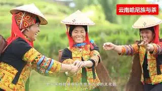 雲南普洱茶，哈尼族與茶！ 🌍哈尼族最常喝的茶是【普洱茶】。茶不僅是一種高貴飲品，而且還具有生命靈性。 ✳️