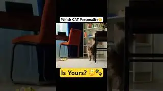Discover the 5 Cat Personalities &ndash; Which One Is Yours? 🐾