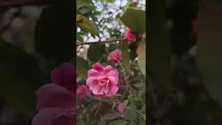 Pink Rose💖 #rooftopgarden 🌉#nature #mornigvibes🌅 #love ❤️#homegarden ☘️#best season 🥰#trending 🫶🍀💕😍