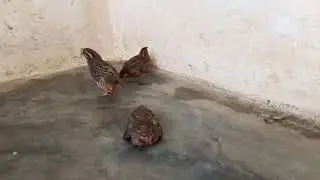 Quils Playing