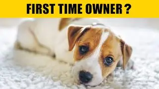 ПОЛНОЕ РУКОВОДСТВО ПО УСЫНОВЛЕНИЮ И УХОДУ ЗА ЩЕНКОМ ❤️🐶 Успех щенка начинается здесь!