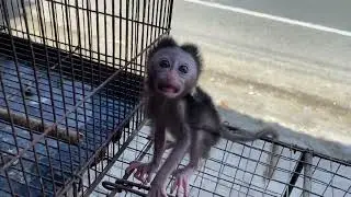 Poor Baby Monkey At Animal Market