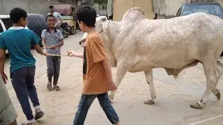 Last Day Mamu cow | Qurbani 2024 | Affan Eid 3rd Day vlog With | muhaimin Amman Taimoor |