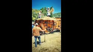 Trebiammu u ranu - La trebbiatura del grano
