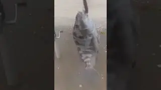 PEIXE COCOROCA ITACURU&Ccedil;A RJ !!!!