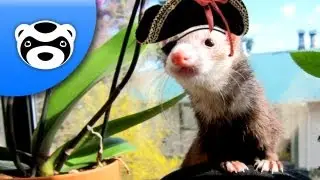 The Pirate Ferret Sets Sail! AVAST Ye Carpet Sharks!