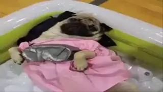 Doug The Pug - Stranger Pugs