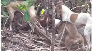 Quati grande na ca&ccedil;ada de hoje.