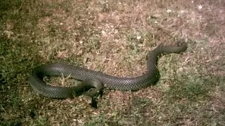 Malpolon Monspessulanus - Herping June,13,2009 at Ksamil,Albania