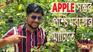 Apple production successful in West Bengal. Anna, Dorsett Golden , HRMN-99