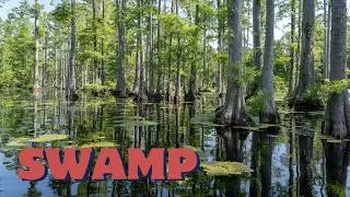 Swamp Sounds at Dusk - Rare European Fire-Bellied Toad & Bubbling Water Ambience