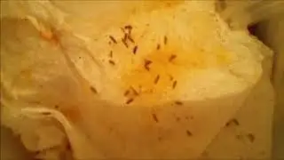 Dermestes Lardarius Larval Collecting June 2019 1080p