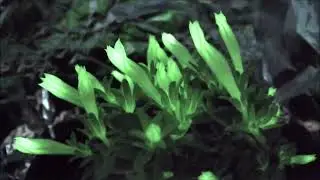 Timelapse of The Firefly Petunia!🌸✨