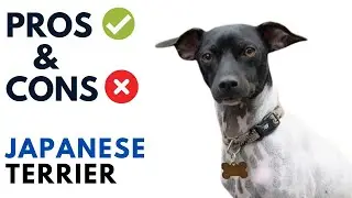Japanese Terrier  Pros and Cons |日本テリア  Dog Advantages and Disadvantages