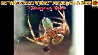 SPIDER. Typical Orb-weaver Spider Preying On A Moth. Spotted Orb-weaver Spider. Garden Orb-weaver.
