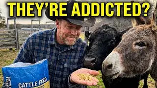 OUR COWS LOVE THERE CATTLE CAKE