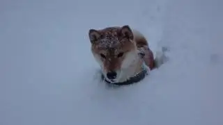 Funny Shiba Inu in snow