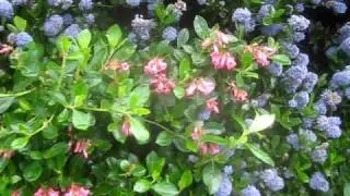 Escallonia & Ceanothus Blooming on Salt Spring Island part 1