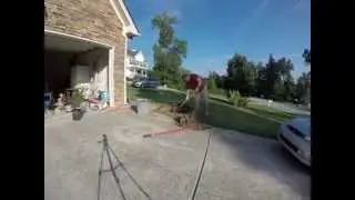 Amy's Tree