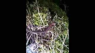 Latvias lizard