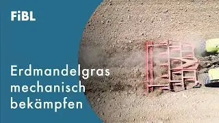 Schwarzbrache gegen Erdmandelgras
