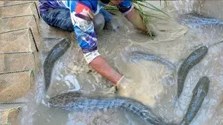 Unique Fishing | Man Catching Giant Catfish In Dry Season #Fishing