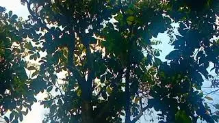 Kita na ang pagasa #farmlife #localfarm #food  l Kabaros channel